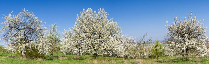 Картина на холсте Цветущая вишня, арт hd1628501
