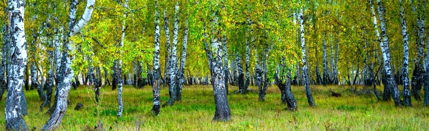 Картина на холсте Березовый лес, арт hd2051501