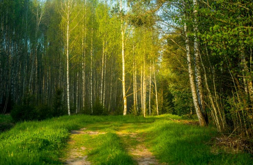 Картина на холсте Дорога в березовом лесу, арт hd2135801